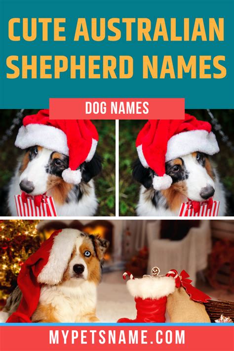 Cute Australian Shepherd Names Australian Shepherd Names Australian