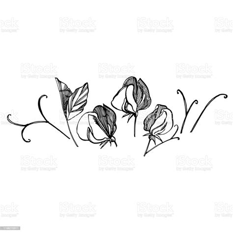 Sweet Pea Flowers Drawing And Sketch With Lineart On White Backgrounds