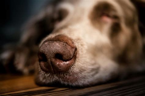 A Guide To Sinus Infections In Dogs And How To Treat Them Vlrengbr