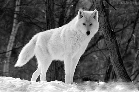 1109 Curtidas 6 Comentários A Wolf A Day Wolvesdaily No
