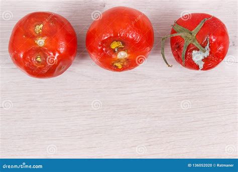 Spoiled Tomatoes With Mold Unhealthy And Disgusting Vegetables Place