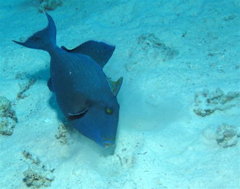 Blue Triggerfish Pseudobalistes Fuscus Blowing Sand To E Flickr