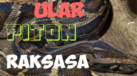 Ular yang menjadi salah satu ular terbesar di dunia ini hidup di hutan dan. Ular Piton Terbesar Di Dunia Ukuran Raksasa - YouTube