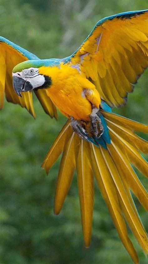 750x1334 Macaw Parrot Iphone 6 Iphone 6s Iphone 7 Hd 4k Wallpapers