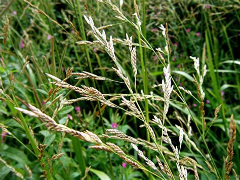 Luckily, identifying your existing grass is fairly easy once you've learned some key characteristics. Reed Sweet-grass | NatureSpot