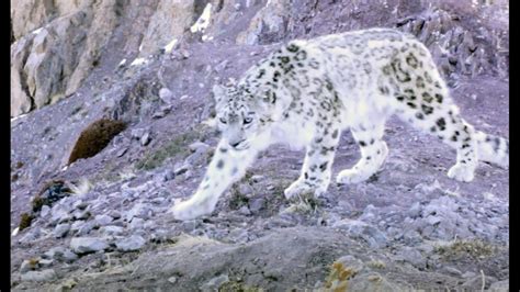 Rare Footage Of The Elusive Snow Leopards Of The Himalayas Memolition