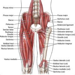 Lesser trochanter:a pyramidal process projecting from the medial and proximal part of the shaft of the femur; Posture Final Flashcards - Cram.com
