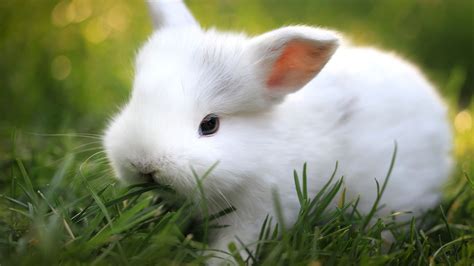 Cute White Rabbit Desktop Wallpaper Baltana