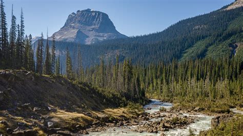 Forest And River Landscape Usa Yoho National Park Hd Nature Wallpapers