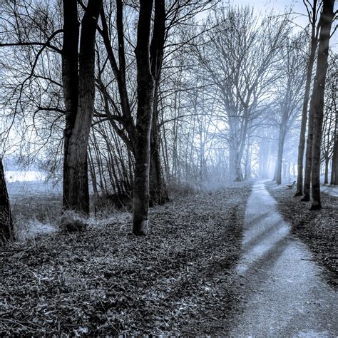 무료 이미지 경치 나무 자연 숲 통로 분기 겨울 검정색과 흰색 안개 도로 하이킹 거리 햇빛 공기