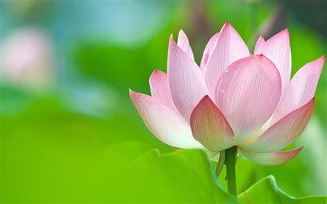 Find images of lotus flower. Lotus Flower Full HD Wallpaper and Background Image ...