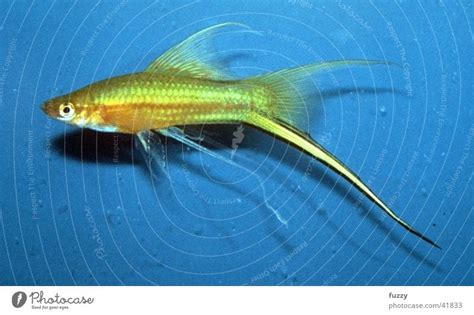 Blue Swordtail Fish
