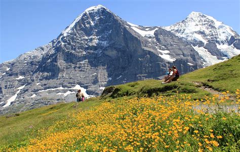 Wildflowers Of The Bernese Oberland Alps And Beyond