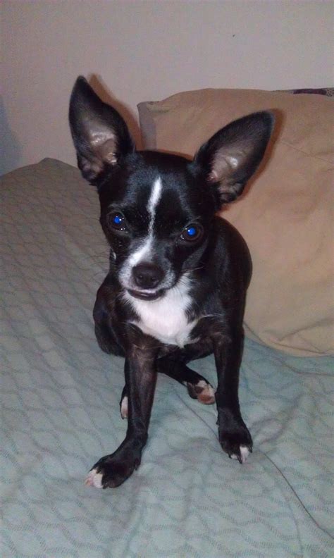 Meet Berry The Boston Terrier Chihuahua Mix Boston Terrier