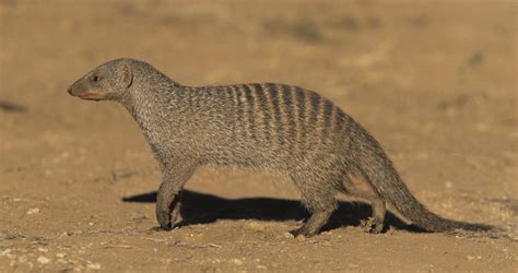 Banded Mongoose Mammals South Africa