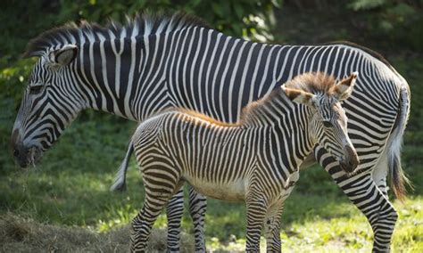 Grevys Zebra Foals Make Their Public Debut At Walt Disney World