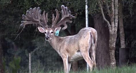 Biggest Deer On Earth Deer Farmed Bucks Wide Open Spaces