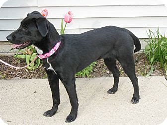 Fixed an issue with the material images files showing invalid text. Gretchen | Adopted Dog | Easton, IL | Labrador Retriever ...