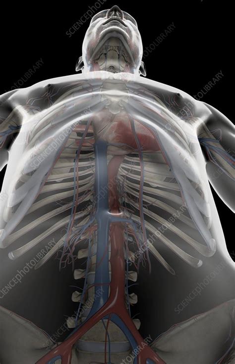 Can you name the major blood vessels in the body? The blood vessels of the upper body - Stock Image - C008/1530 - Science Photo Library
