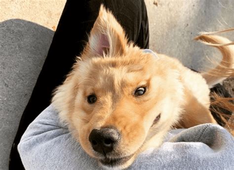 Rae The Adorable One Eared Unicorn Puppy Who Everyone Loves Pet