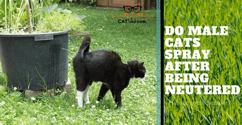 For this reason, it is incredibly our expert agrees: Can Female Cats Spray If They Are Spayed - change comin