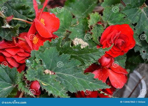 Red Begonia Flowers In The Garden In A Sunny Day Great Landscape