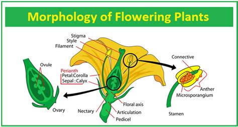 Cbse Class 11 Biology Morphology Of Flowering Plants 5 Parts Of A Vrogue