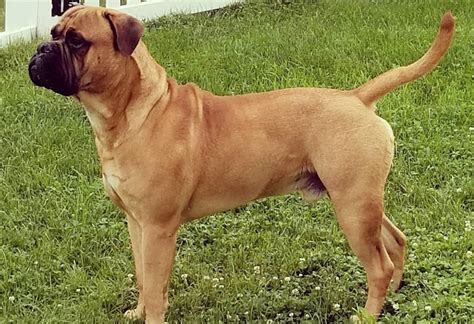 Big Dog Breeds Bullmastiff Dog Bread