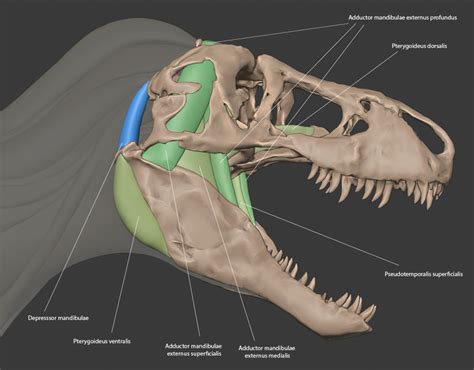 Behind The Scenes Tyrannosaurus Rex Life Reconstruction BlenderNation