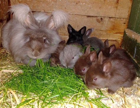 Responsible Breeding Uk National Angora Rabbit Club