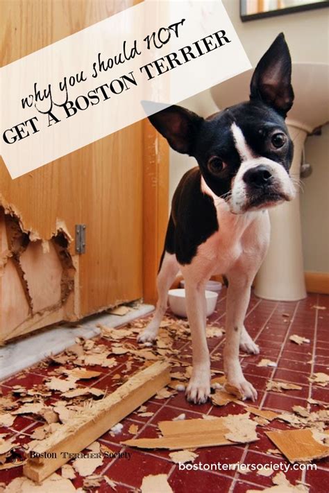 12 Real Reasons You Shouldnt Get A Boston Terrier Boston Terrier