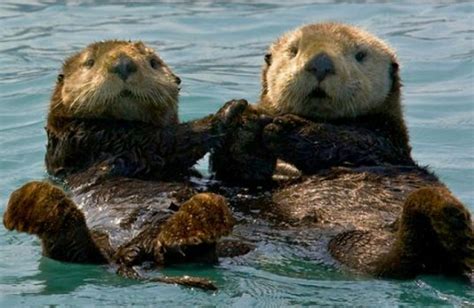 Fact Sea Otters Can Live Up To 25 Years Of Age Although The Average Lifespan Is 10 To 12 Years