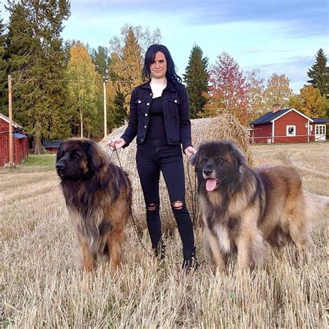 14 Signs You Are A Crazy Leonberger Person The Dogman
