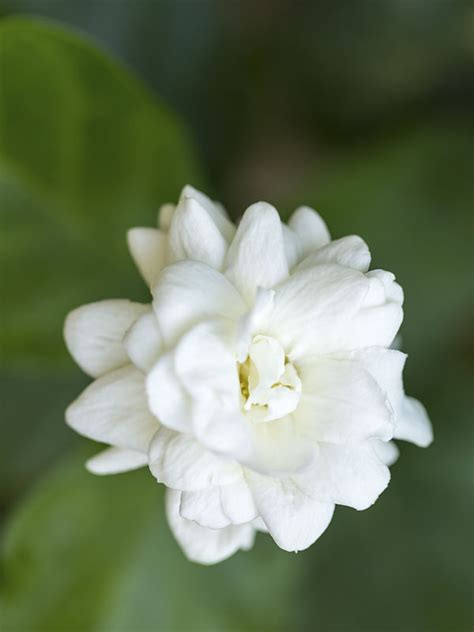 Maid Of Orleans Sacred Jasmine Plant Jasminum Sambac Kens Nursery