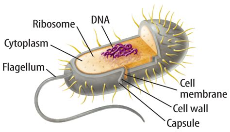 Examples of prokaryotes are bacteria and archaea. Cell Structure and Function | MarshScience7