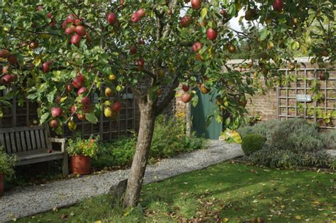 Fruit Trees Home Gardening Apple Cherry Pear Plum Multiple Fruit