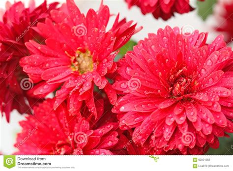La composizione è formata da una ricca serie di fiori: Tipi Di Fiori Rossi