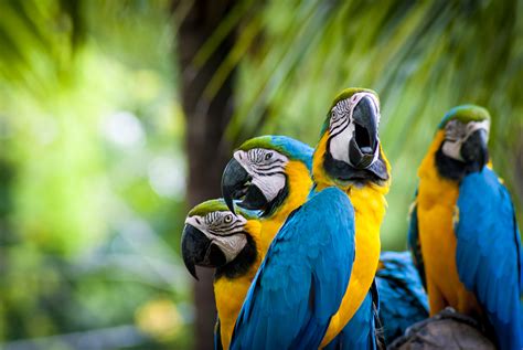 Blue And Yellow Macaw 4k Ultra Hd Wallpaper Background Image