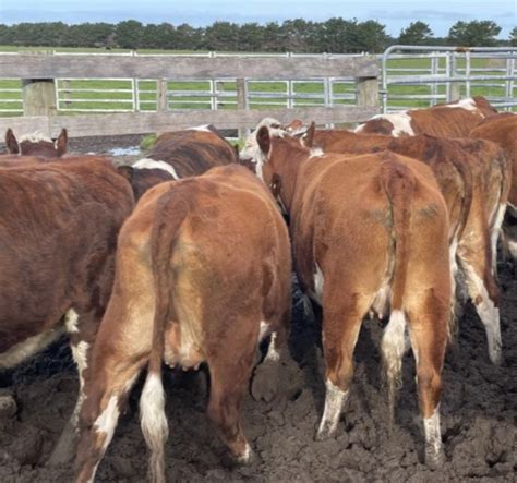 the herd online 21 ptic hereford freisian heifers for sale