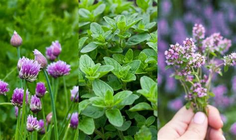35 Perennial Herbs To Plant Once And Enjoy For Years In 2020 Perennial