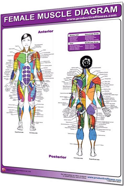 Female Muscle Diagram Poster Exercise Publications Posters