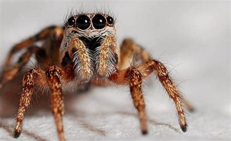 Arachnid Facts Archives Critter Science