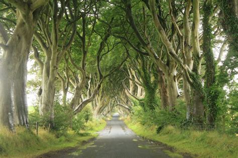 The Dark Hedges County Antrim Ireland Travel Ireland Places