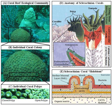 3 Coral Reefs And The Basic Anatomy Of Hermatypic Corals A An