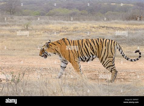 Side Profile Of A Wild Bengal Tiger Walking In Ranthambore National