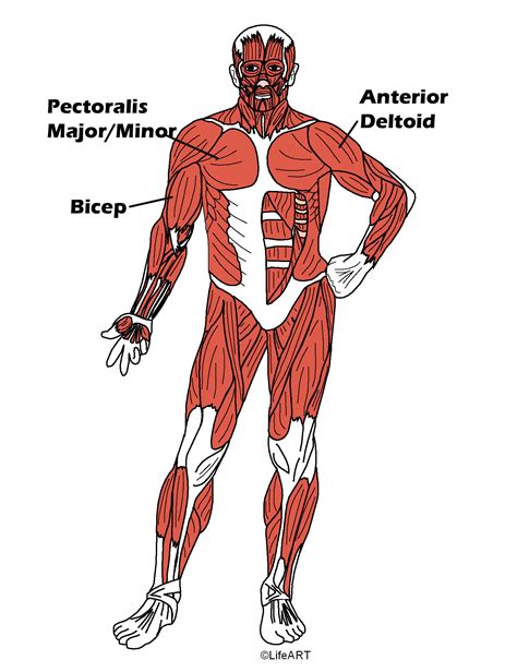Anterior Muscles Of The Body Labeled Male Muscle Figure Human