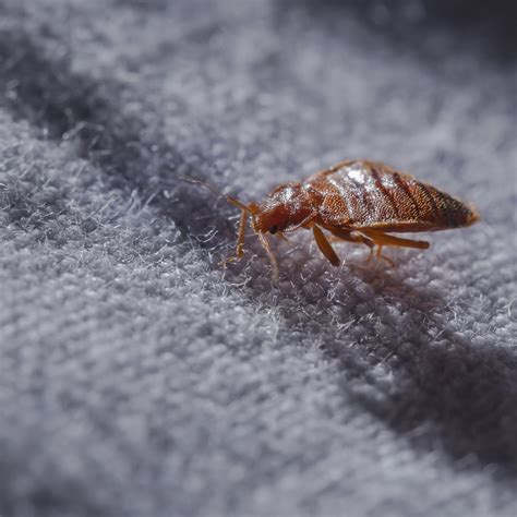 Bed Bug Facts And How To Avoid Them Cramer Pest Control