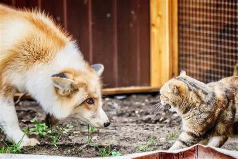 Do Foxes Eat Cats How To Keep Your Pets Safe All Things Foxes