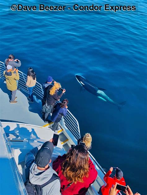 Orcas Plus Humpbacks And Dolphins