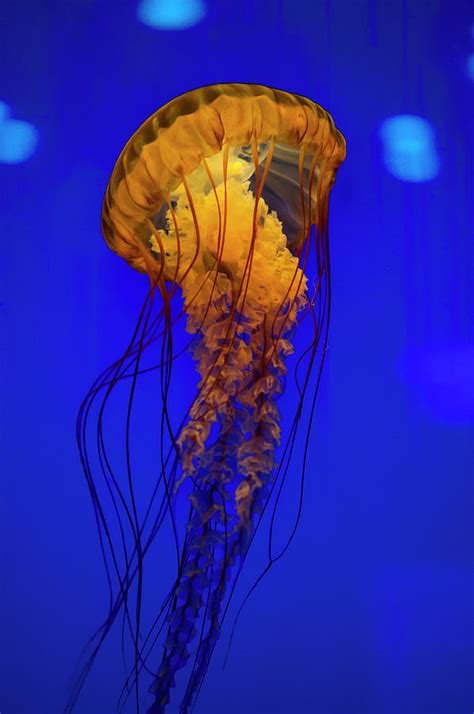 Pacific Sea Nettle Jellyfish Photograph By Jennifor Idol